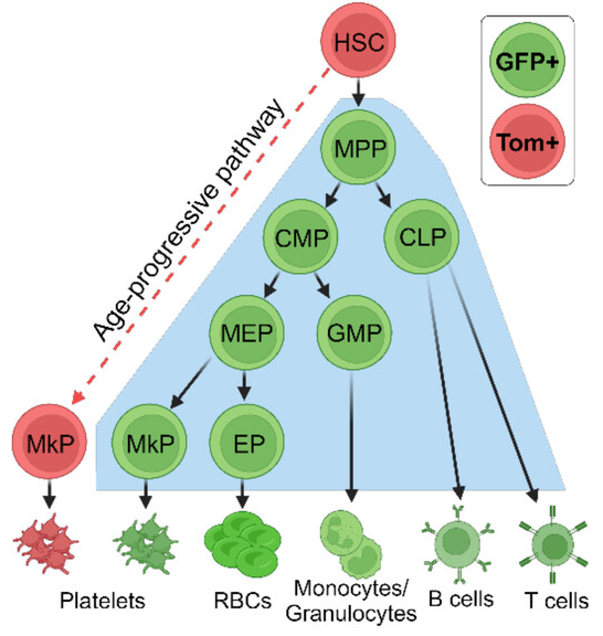Non-canonical platelet pathway