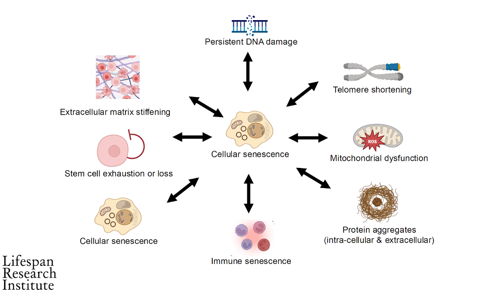 Senescent cell effects