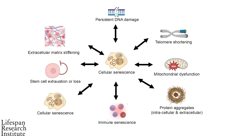Senescent cell effects