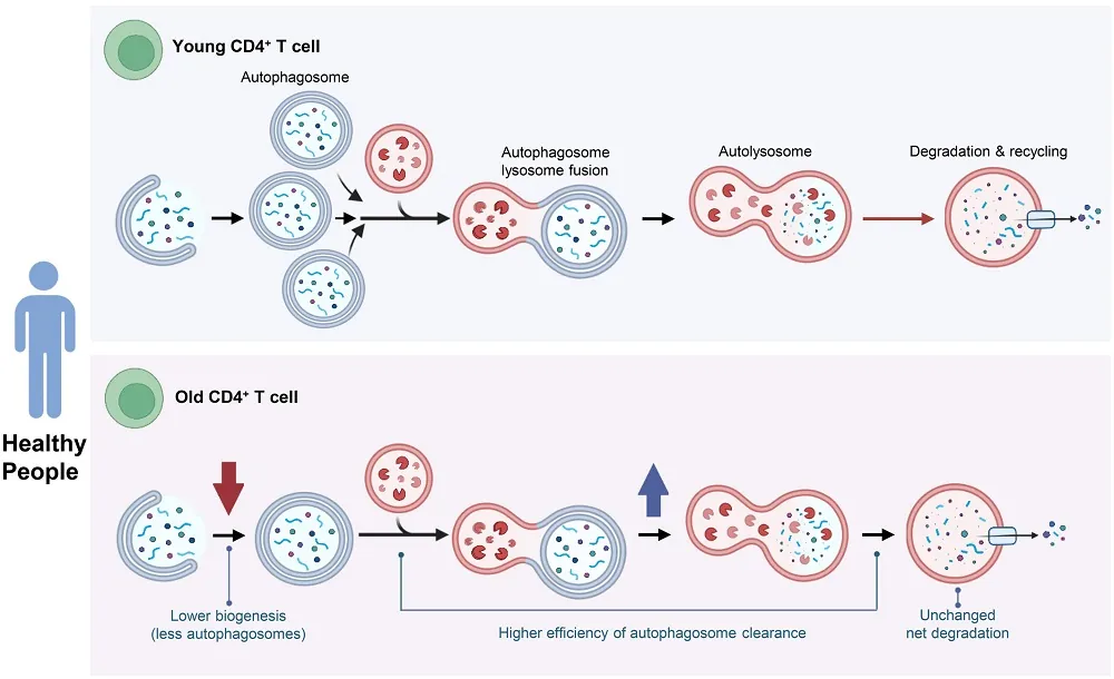 Autophagy in older people