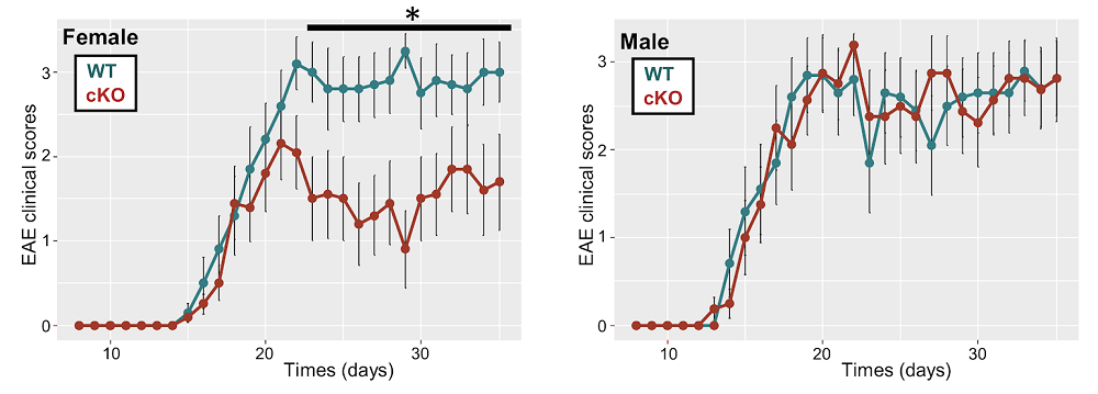 Female and male MS gene knockout effects