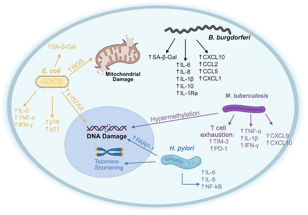 Long-Term Bacterial Effects