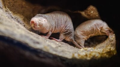 Naked mole rats