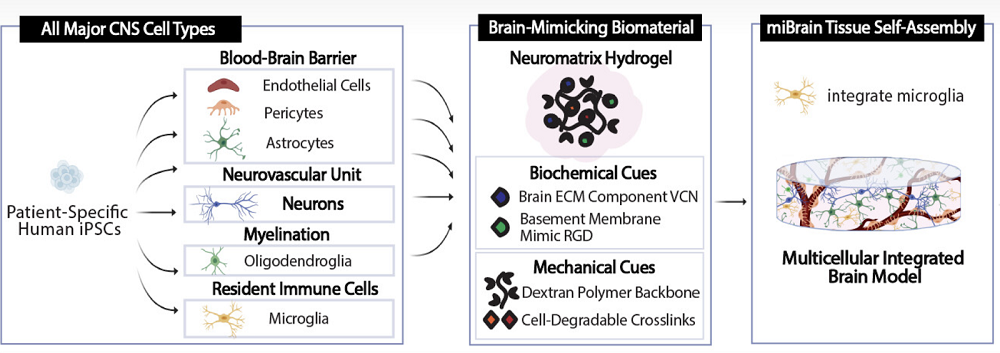miBrain Structure