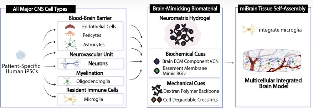 miBrain Structure