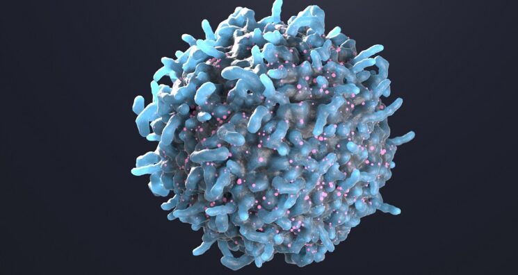 A Subtype of T Cells Counters Senescence in Mice