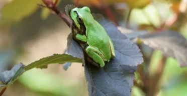 Bacterium From Frogs Completely Destroys Colon Cancer