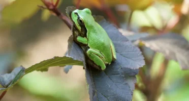 Bacterium From Frogs Completely Destroys Colon Cancer