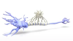Microglial cell on neuron