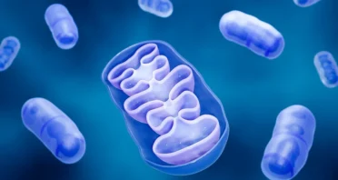 Senescence Exacerbated by Mitochondrial RNA Leakage