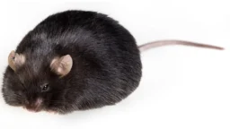 Obese mouse