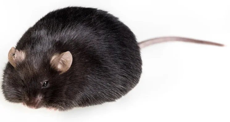 Targeting a Metabolic Regulator Reduces Fat in Mice