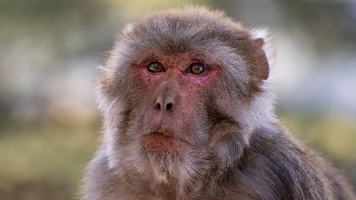Rhesus macaque