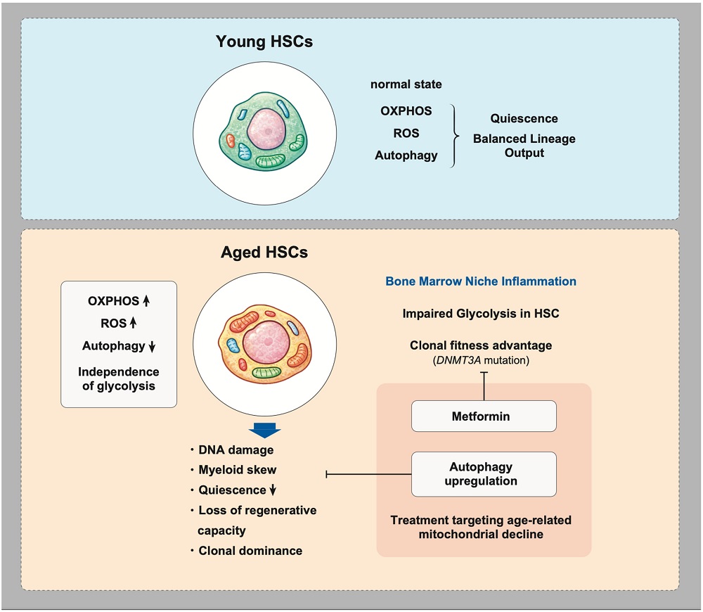 Clonal hematopoiesis survival