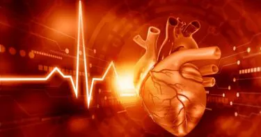 A Protein That Exacerbates Heart Disease With Age