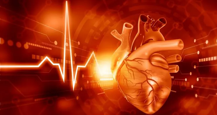 A Protein That Exacerbates Heart Disease With Age