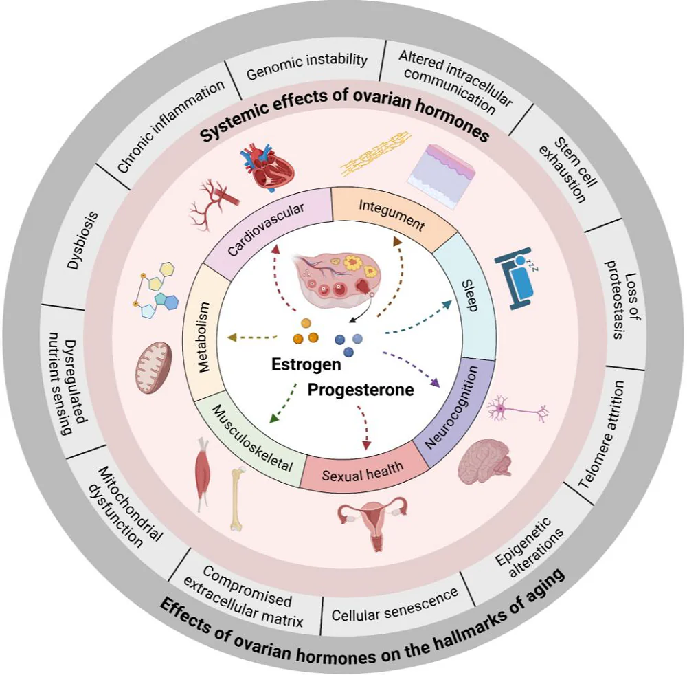 Ovarian aging effects