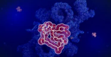 Rapamycin Protects Immune Cells by Reducing DNA Damage