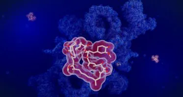 Rapamycin Protects Immune Cells by Reducing DNA Damage