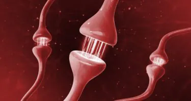 How Senescent Astrocytes Don’t Support Neurons