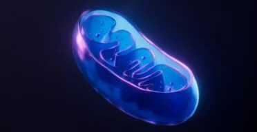 Increasing Senolytic Effectiveness by Stressing Mitochondria