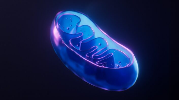 A mitochondrion