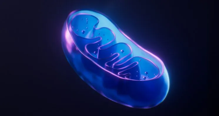 Increasing Senolytic Effectiveness by Stressing Mitochondria