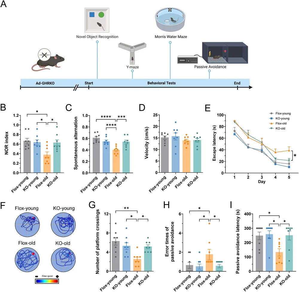 Adipose growth hormone KO brain