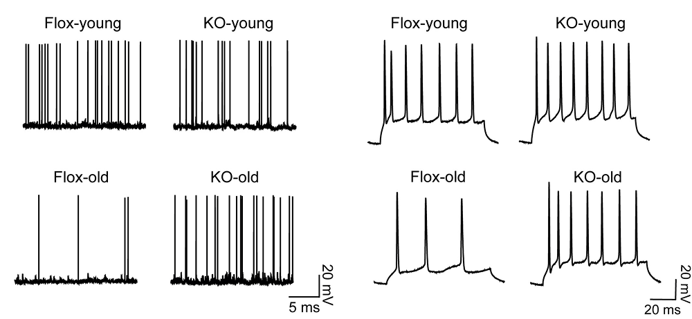 Adipose growth hormone KO frequency