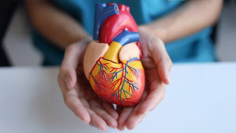 Doctor holding heart model