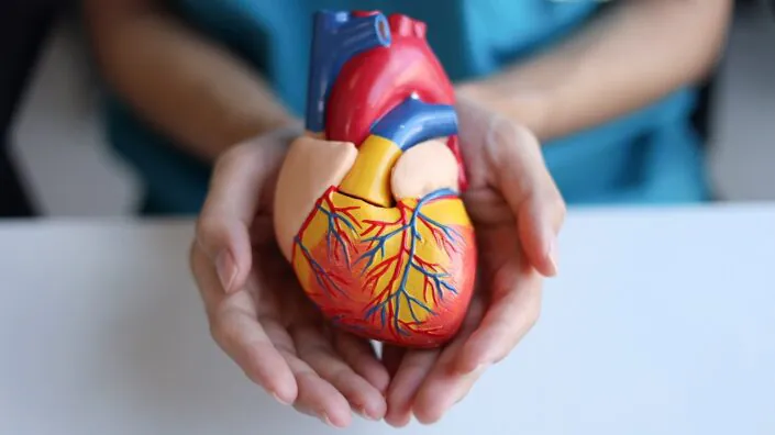 Doctor holding heart model