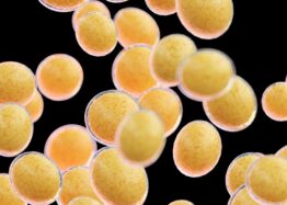 Thermogeneration by White Fat Could Be Used to Treat Obesity