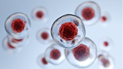 Gelatinous stem cells