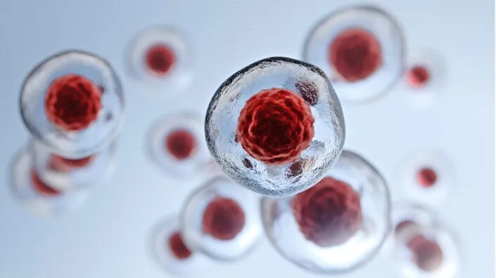 Gelatinous stem cells