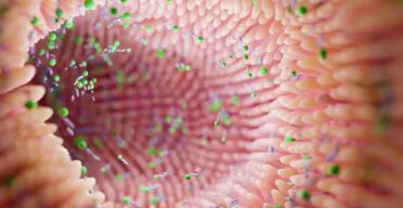 Young Microbes Rejuvenate Intestinal Function in Mice