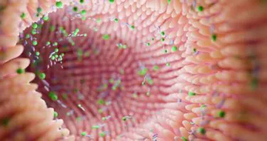 Young Microbes Rejuvenate Intestinal Function in Mice