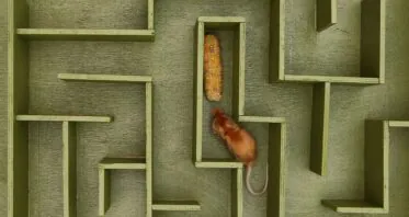 Silencing Growth Hormone Has Strong Effects in Mouse Brains