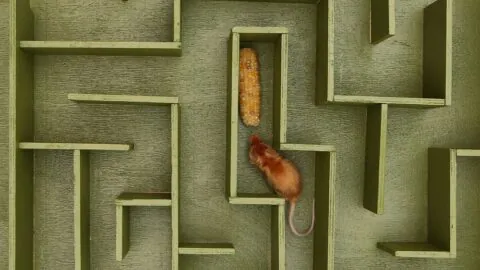 Mouse in maze