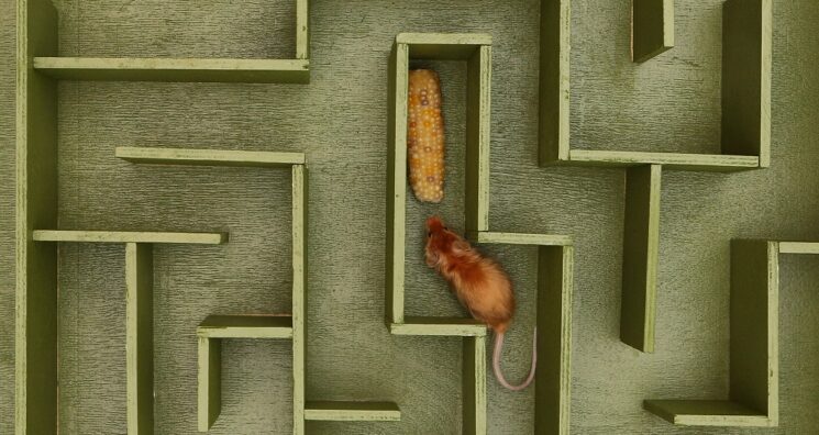 Silencing Growth Hormone Has Strong Effects in Mouse Brains