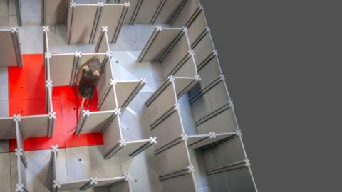 Mouse in maze