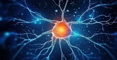 How a Sirtuin Protects Against Brain Diseases