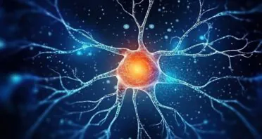 How a Sirtuin Protects Against Brain Diseases