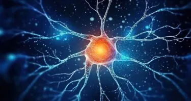 How a Sirtuin Protects Against Brain Diseases