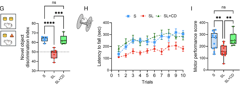 Sleep loss cyclodextrin results