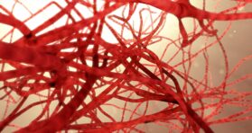 How Zinc Protects Injured Arteries From Accelerated Aging