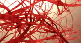 How Zinc Protects Injured Arteries From Accelerated Aging