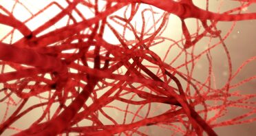 How Zinc Protects Injured Arteries From Accelerated Aging