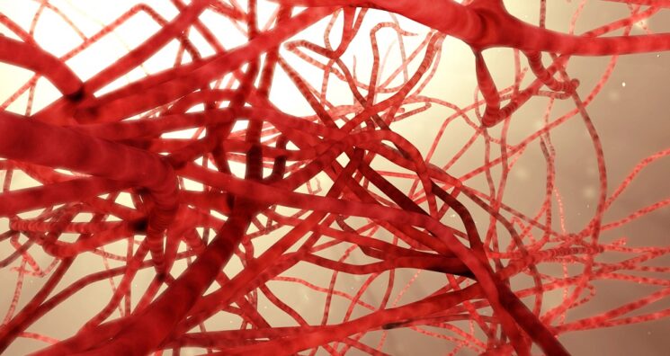 How Zinc Protects Injured Arteries From Accelerated Aging