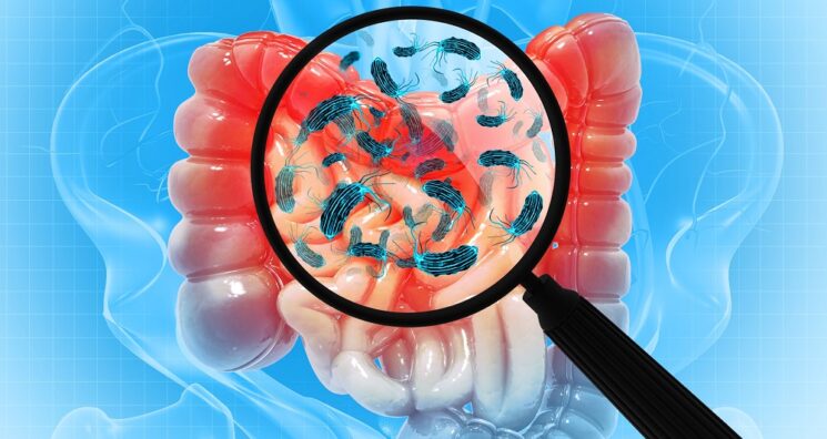 Study Links a Gut Bacterium to Increased Muscle Strength