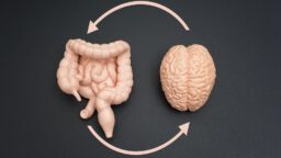Gut-brain axis